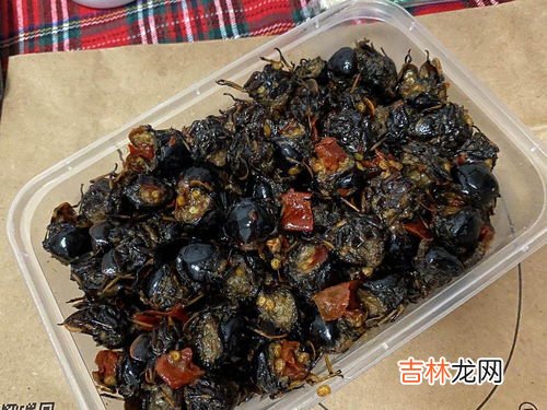 知了在室内吃什么,家养知了吃什么食物
