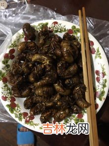 知了在室内吃什么,家养知了吃什么食物