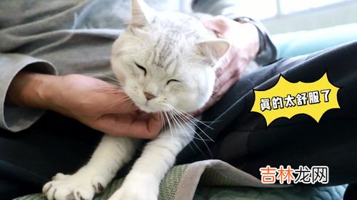 猫为什么喜欢被挠脖子,猫咪为什么喜欢人去挠它的脖子？