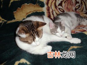 猫为什么喜欢被挠脖子,猫咪为什么喜欢人去挠它的脖子？