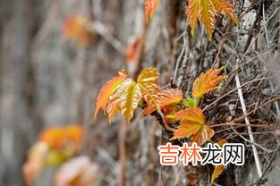 烟花三月下扬州烟花指的什么,烟花三月下扬州的烟花指什么