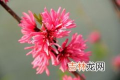 烟花三月下扬州烟花指的什么,烟花三月下扬州的烟花指什么