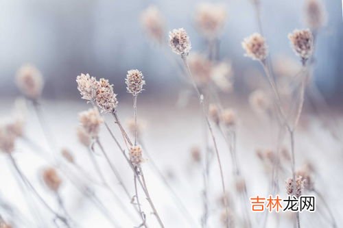 破壁松花粉片怎么吃,破壁松花粉可以和虾一起吃吗