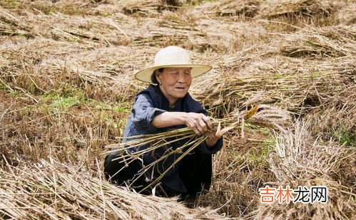 最后一年交公粮是哪一年,安徽交公粮是哪一年取消的