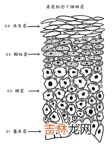 雅梵哲弹性鱼子水的作用,鱼子精华的功效