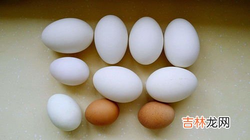 雁鹅蛋与鹅蛋的区别,大雁蛋与鸡蛋的营养区别有哪些?