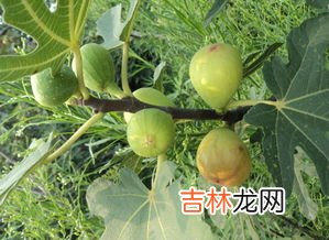 生无花果的正确吃法,无花果怎么吃最好 无花果的3种吃法