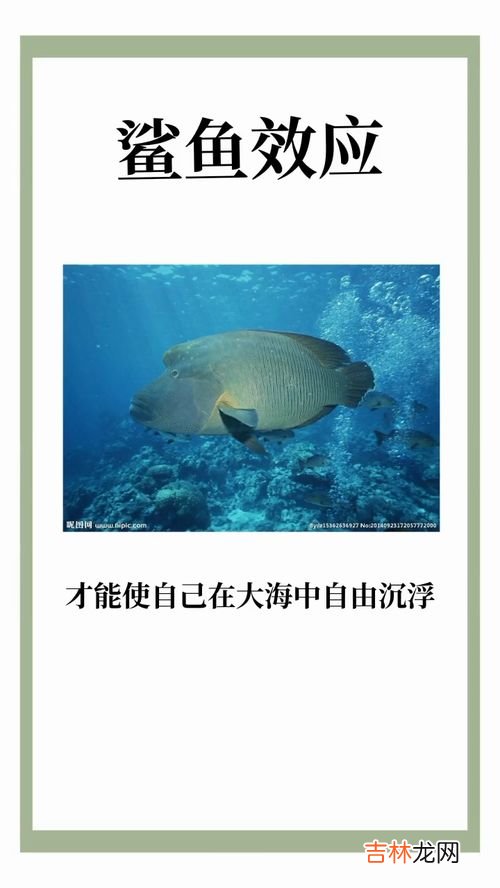 鲨鱼素的作用,鲨鱼软骨素的功效