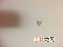 房间墙上有小小的虫子是什么原因,墙上有很多小小的虫子