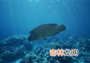 海洋鱼低聚肽的作用,虞美媛海洋鱼低聚肽真的可以改善皮肤吗？