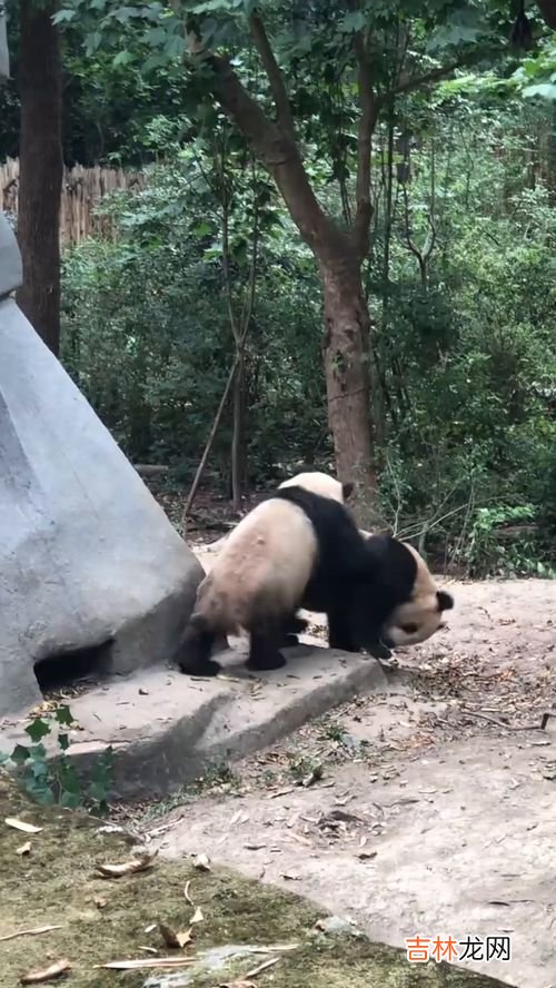 熊猫是几级保护动物,大熊猫是几级保护动物?