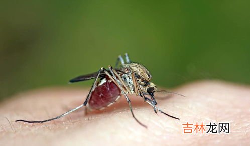 蚊子为什么不会传播艾滋病,为什么蚊子可以传播其他病毒，但是不能传播艾滋病
