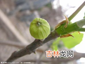 无花果产地,无花果产地