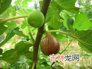 无花果产地,无花果产地