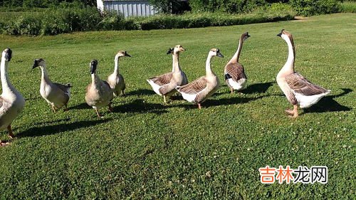 硫磺可以驱蛇吗,硫磺粉撒在地上能驱蛇吗?