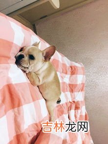 为什么法斗这么贵,为什么法国斗牛犬这么贵?