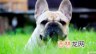 为什么法斗这么贵,为什么法国斗牛犬这么贵?