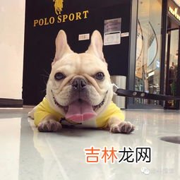 为什么法斗这么贵,为什么法国斗牛犬这么贵?