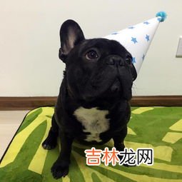 为什么法斗这么贵,为什么法国斗牛犬这么贵?