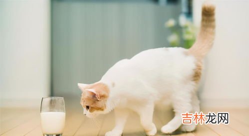 猫为什么不能吃葡萄,猫能吃葡萄不?