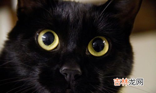 猫为什么不能吃葡萄,猫能吃葡萄不?