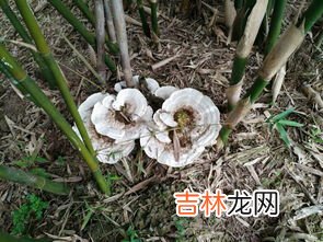 竹林里面长的常见菌类,寄生在竹子上的菌类植物有哪些？