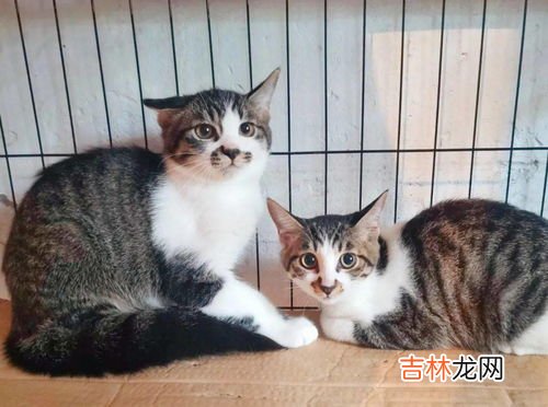 为什么三花猫性格好,三花猫性格特点