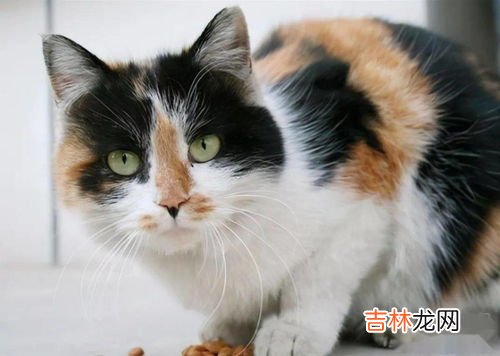 为什么三花猫性格好,三花猫性格特点