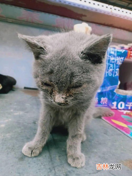 为什么三花猫性格好,三花猫性格特点