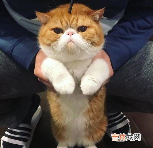 为什么三花猫性格好,三花猫性格特点