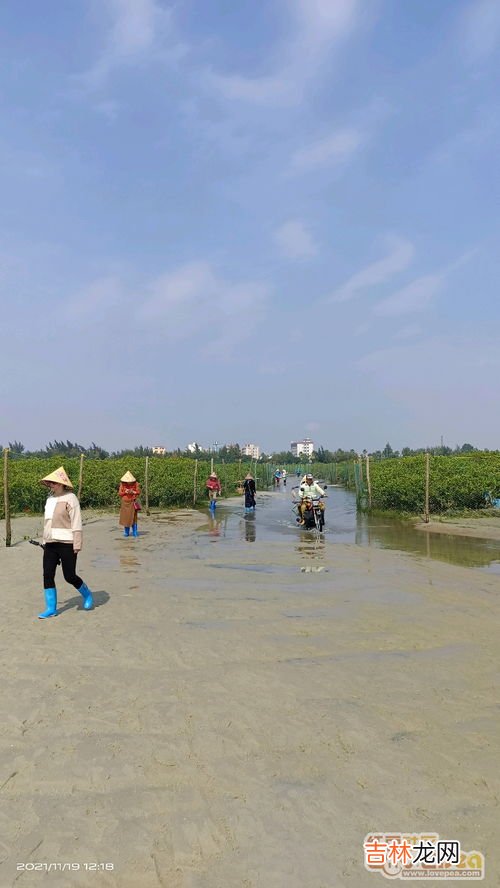 北海哪里可以自己赶海,北海一月赶海最佳时间