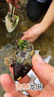 北海哪里可以自己赶海,北海一月赶海最佳时间