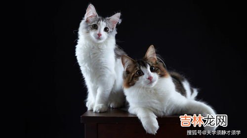 猫为什么喜欢晒太阳,猫咪晒太阳有什么好处