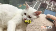 猫为什么喜欢晒太阳,猫咪晒太阳有什么好处