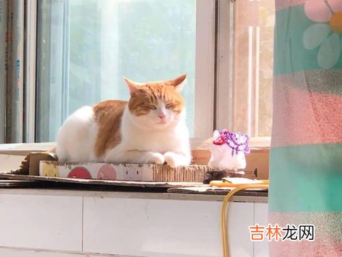 猫为什么喜欢晒太阳,猫咪晒太阳有什么好处