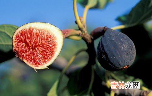 无花果一天最多吃几个,无花果下火还是上火 无花果一天吃多少最好