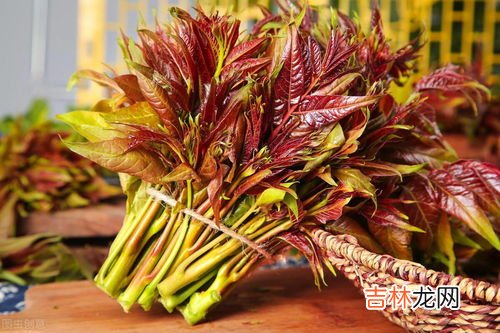 香椿可以直接生吃吗,俗语“常食香椿芽不染病”,孕妇可以吃香椿吗?网友:讲究不少