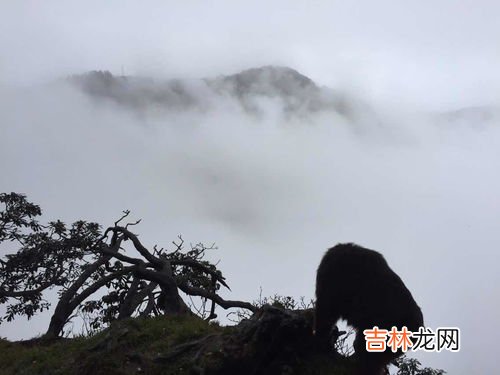 雷洞坪到金顶要多久,请问峨眉山，从雷坪洞到金顶徒步爬的话要多少时间?春节去的话雪会不会很厚，爬山会不会有很危险呢?