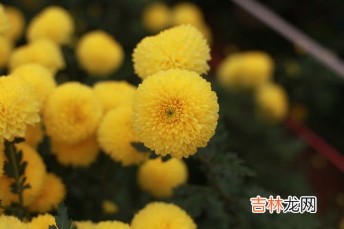 菊花茶一次泡几朵,泡菊花茶喝一次适合泡几朵 泡菊花茶喝一次适合泡多少朵