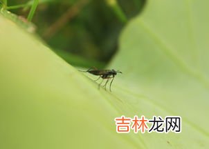 草丛里有跳蚤吗,草为什么长跳蚤里面有住猫？