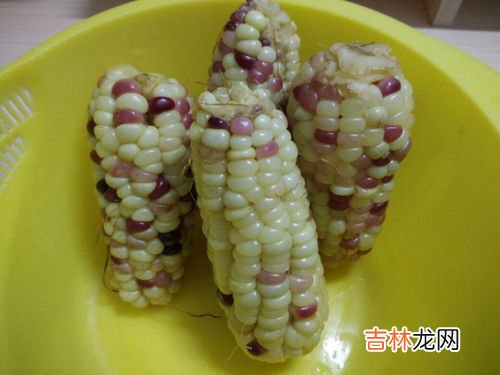 玉米能放多久,玉米常温能放多久