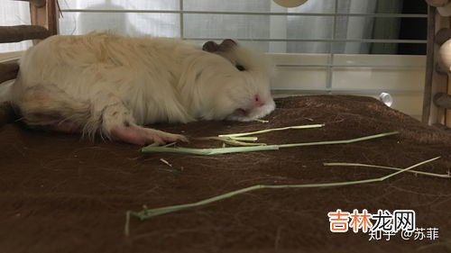 豚鼠为什么叫荷兰猪,豚鼠为什么又叫荷兰猪