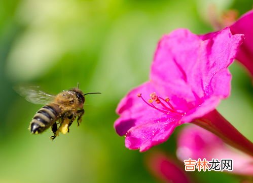 为什么灯一关蜜蜂就死了,今晚很多蜜蜂飞到我家店里，有些蜜蜂在灯管上飞，有些在地上爬，然后有些就死了。死后蜜蜂发黑，还很黏。