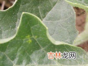 西瓜的子为什么是白色的,现在的西瓜为什么都是白籽