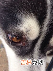 为什么一到夏天就流鼻血,夏天经常流鼻血是什么原因