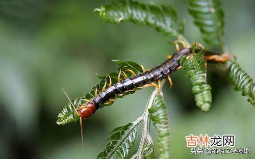 蜈蚣是从哪里进家里来,房间里的蜈蚣怎么来的