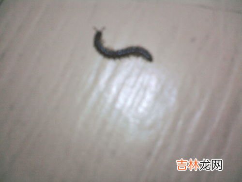 蜈蚣是从哪里进家里来,房间里的蜈蚣怎么来的