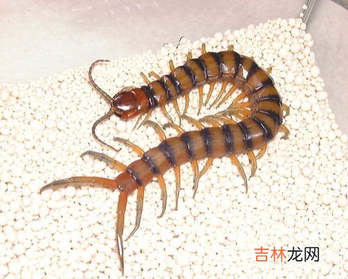 蜈蚣是从哪里进家里来,房间里的蜈蚣怎么来的