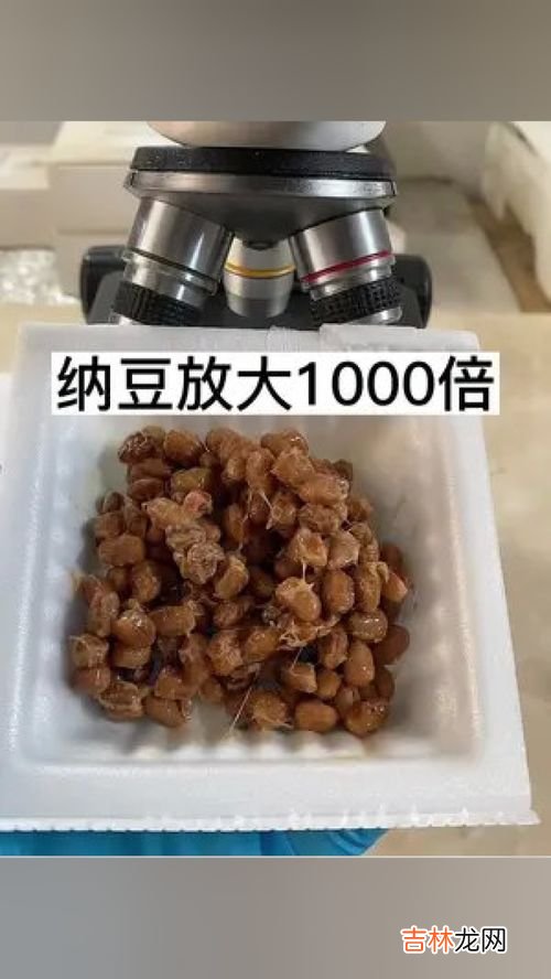 什么人不适合吃纳豆胶囊,日本纳豆的功效与作用