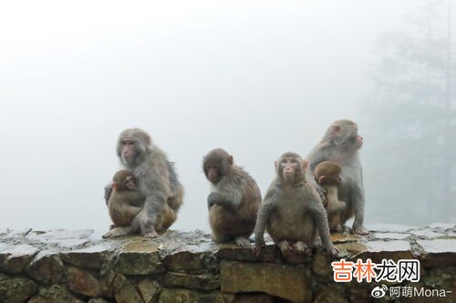 神机妙算什么动物,神机妙算打一动物生肖